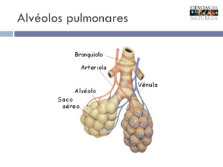 Alvéolos pulmonares 