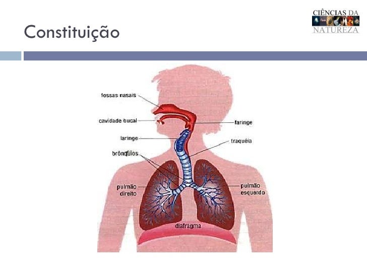 Como O Sistema Respiratório Está Ligado Ao Sistema Digestório
