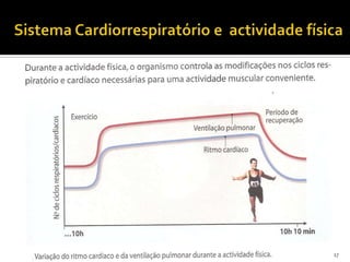 Sistema Cardiorrespiratório e  actividade física17
