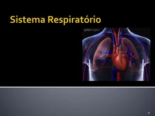 Sistema Respiratório21