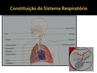 Constituição do Sistema Respiratório3