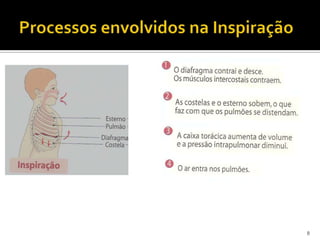 Processos envolvidos na Inspiração8