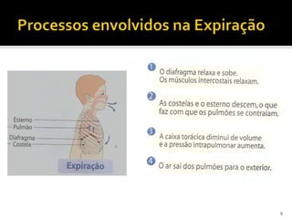 Processos envolvidos na Expiração9