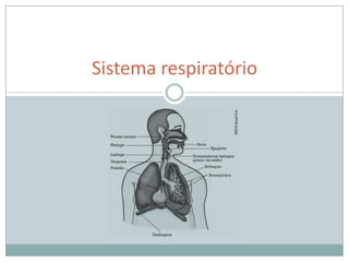 Sistema respiratório 