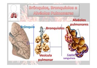 Alvéolos
                              pulmonares
Brônquio       Bronquíolos




            Vesícula        Capilar
                         sanguíneo
           pulmonar
 