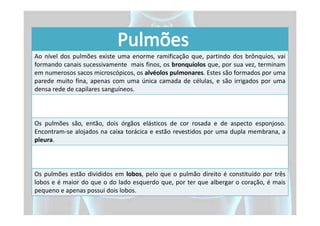 Ao nível dos pulmões existe uma enorme ramificação que, partindo dos brônquios, vai
formando canais sucessivamente mais finos, os bronquíolos que, por sua vez, terminam
em numerosos sacos microscópicos, os alvéolos pulmonares. Estes são formados por uma
parede muito fina, apenas com uma única camada de células, e são irrigados por uma
densa rede de capilares sanguíneos.




Os pulmões são, então, dois órgãos elásticos de cor rosada e de aspecto esponjoso.
Encontram-se alojados na caixa torácica e estão revestidos por uma dupla membrana, a
pleura.




Os pulmões estão divididos em lobos, pelo que o pulmão direito é constituído por três
lobos e é maior do que o do lado esquerdo que, por ter que albergar o coração, é mais
pequeno e apenas possui dois lobos.
 