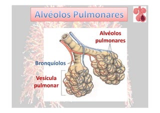 Alvéolos
              pulmonares


Bronquíolos

 Vesícula
pulmonar
 