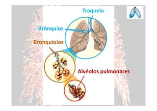 Traqueia

 Brônquios

Bronquíolos



              Alvéolos pulmonares
 