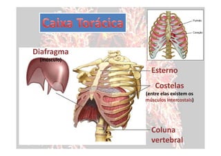Diafragma
 (músculo)

               Esterno
                 Costelas
             (entre elas existem os
             músculos intercostais)




               Coluna
               vertebral
 
