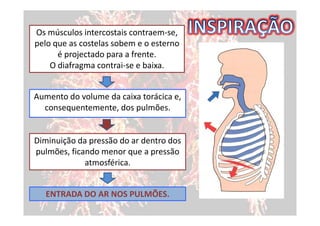 Os músculos intercostais contraem-se,
pelo que as costelas sobem e o esterno
      é projectado para a frente.
    O diafragma contrai-se e baixa.


Aumento do volume da caixa torácica e,
  consequentemente, dos pulmões.


Diminuição da pressão do ar dentro dos
pulmões, ficando menor que a pressão
             atmosférica.


   ENTRADA DO AR NOS PULMÕES.
 