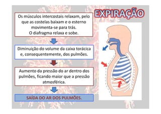 Os músculos intercostais relaxam, pelo
 que as costelas baixam e o esterno
      movimenta-se para trás.
     O diafragma relaxa e sobe.


Diminuição do volume da caixa torácica
 e, consequentemente, dos pulmões.


Aumento da pressão do ar dentro dos
pulmões, ficando maior que a pressão
             atmosférica.


    SAÍDA DO AR DOS PULMÕES.
 