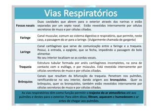 Duas cavidades que abrem para o exterior através das narinas e estão
Fossas nasais separadas por um septo nasal. Estão revestidas internamente por células
              secretoras de muco e por células ciliadas.
              Canal muscular, comum ao sistema digestivo e respiratório, que permite, neste
  Faringe
              caso, a passagem do ar para a laringe. (Vulgarmente chamada de garganta)
              Canal cartilagíneo que serve de comunicação entre a faringe e a traqueia.
              Possui, à entrada, a epiglote, que se fecha, impedindo a passagem do bolo
  Laringe
              alimentar.
              No seu interior localizam-se as cordas vocais.
              Estrutura tubular formada por anéis cartilagíneos incompletos, na zona de
  Traqueia    contacto com o esófago, e por músculos. Está revestida internamente por
              células secretoras de muco e por células ciliadas.
              Canais que resultam da bifurcação da traqueia. Penetram nos pulmões,
              ramificando-se no seu interior, dando origem aos bronquíolos. Quer os
 Brônquios
              brônquios, quer os bronquíolos, também estão revestidos internamente por
              células secretoras de muco e por células ciliadas.
   As vias respiratórios têm como função permitir o trajecto do ar atmosférico até aos
  pulmões e destes para o exterior. Para além disso, filtram, aquecem e humedecem o ar
                               antes de chegar aos pulmões.
 