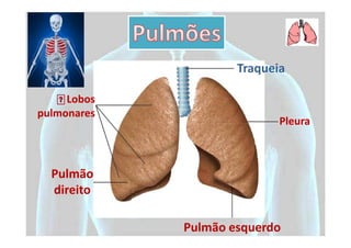 Traqueia

     Lobos
pulmonares
                            Pleura



  Pulmão
  direito

             Pulmão esquerdo
 