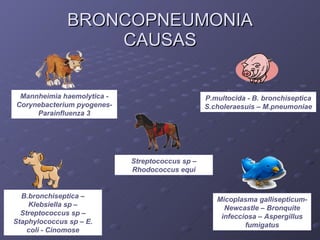 BRONCOPNEUMONIA CAUSAS Mannheimia haemolytica - Corynebacterium pyogenes-Parainfluenza 3 P.multocida - B. bronchiseptica S.choleraesuis – M.pneumoniae B.bronchiseptica – Klebsiella sp – Streptococcus sp – Staphylococcus sp – E. coli - Cinomose Streptococcus sp – Rhodococcus equi Micoplasma gallisepticum- Newcastle – Bronquite infecciosa – Aspergillus fumigatus 