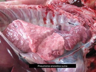 FASE DE HEPATIZAÇÃO VERMELHA Pneumonia enzootica suína 