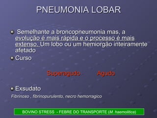 PNEUMONIA LOBAR Semelhante a broncopneumonia mas, a  evolução é mais rápida e o processo é mais extenso.  Um lobo ou um hemiorgão inteiramente afetado Curso Superagudo  Agudo Exsudato Fibrinoso , fibrinopurulento, necro hemorragico BOVINO STRESS  - FEBRE DO TRANSPORTE ( M. haemolitica ) 