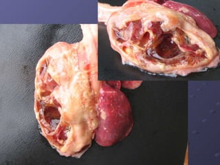 Foto do gato e coelho 