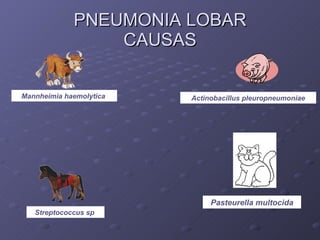 PNEUMONIA LOBAR CAUSAS Mannheimia haemolytica  Actinobacillus pleuropneumoniae Streptococcus sp  Pasteurella multocida 