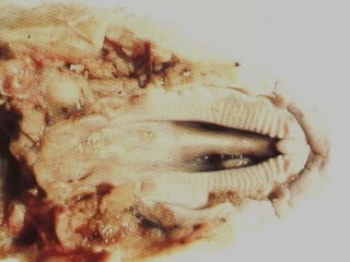 ANOMALIAS CONGÊNITAS Fenda Palatina –  Palatosquise BOV SUI Endogamia Pneumonias 