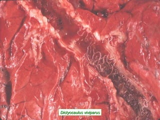 Pneumonias Especiais Pneumonia VERMINOTICA Dictyocaulus viviparus 
