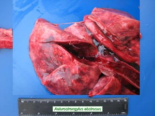 Aelurostrongylus abstrusus 