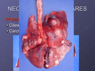 NEOPLASIAS PULMONARES PRIMARIAS Cães e gatos senis Carcinoma bronquiolo alveolar 