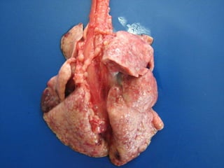 NEOPLASIAS PULMONARES SECUNDÀRIAS Metastases – Via hematogena Tumores de mama – melanoma – hemangiossarcoma - hepatocarcinoma 