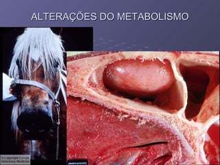 ALTERAÇÕES DO METABOLISMO Amiloidose -  IMAGEM 