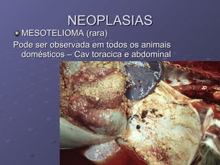 NEOPLASIAS MESOTELIOMA (rara) Pode ser observada em todos os animais domésticos – Cav toracica e abdominal 