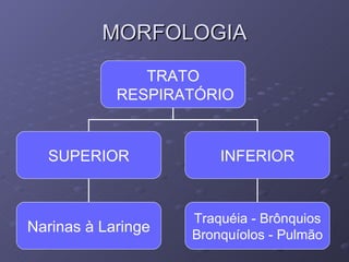MORFOLOGIA TRATO RESPIRATÓRIO SUPERIOR INFERIOR Traquéia - Brônquios Bronquíolos - Pulmão Narinas à Laringe 