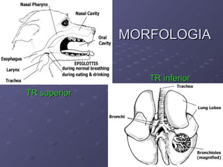 MORFOLOGIA TR superior TR inferior 