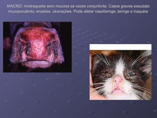 MACRO: rinotraqueite sero mucosa as vezes conjuntivite. Casos graves exsudato mucopurulento, erosões, ulcerações. Pode afetar nasofaringe, laringe e traquéia   