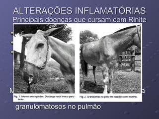 ALTERAÇÕES INFLAMATÓRIAS Principais doenças que cursam com Rinite MORMO Doença de equideos Burkholderia mallei MACRO: lesões nodulares e ulcerativas na mucosa nasal e pele e nódulos granulomatosos no pulmão 