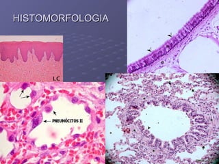 HISTOMORFOLOGIA 