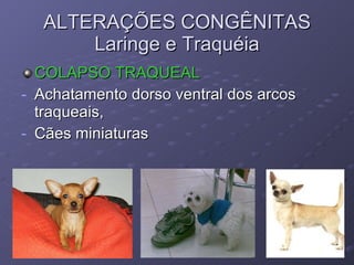 ALTERAÇÕES CONGÊNITAS Laringe e Traquéia COLAPSO TRAQUEAL Achatamento dorso ventral dos arcos traqueais, Cães miniaturas 