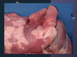 MACRO: Área afetada é deprimida com coloração vermelho escura 