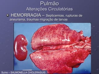 Pulmão Alterações Circulatórias HEMORRAGIA –  Septicemias, rupturas de aneurisma, traumas migração de larvas Suíno – SALMONELLA CHOLERASUIS  