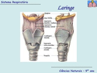 Sistema Respiratório

                       Laringe




                       Ciências Naturais – 9º ano
 