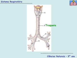 Sistema Respiratório




                       Traqueia




                        Ciências Naturais – 9º ano
 