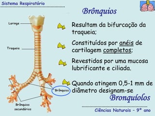 Sistema Respiratório

                          Brônquios
                       Resultam da bifurcação da
                       traqueia;
                       Constituídos por anéis de
                       cartilagem completos;
                       Revestidos por uma mucosa
                       lubrificante e ciliada.

                       Quando atingem 0,5-1 mm de
                       diâmetro designam-se
                                     Bronquíolos
                               Ciências Naturais – 9º ano
 