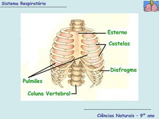 Sistema Respiratório




                                  Esterno

                                   Costelas



                                   Diafragma

         Pulmões

           Coluna Vertebral



                              Ciências Naturais – 9º ano
 