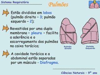 Sistema Respiratório
                             Pulmões
       Estão divididos em lobos
       (pulmão direito – 3; pulmão
       esquerdo – 2);

      Revestidos por uma dupla
      membrana – pleura – facilita
      a aderência e o
      escorregamento dos pulmões
      na caixa torácica;

       A cavidade torácica e a
       abdominal estão separadas
       por um músculo - Diafragma.

                                     Ciências Naturais – 9º ano
 