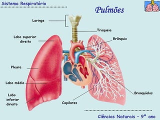 Sistema Respiratório
                       Pulmões




                       Ciências Naturais – 9º ano
 