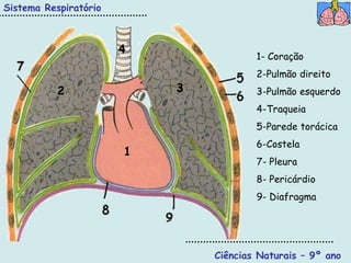 Sistema Respiratório



                       4
                                       1- Coração
                                       2-Pulmão direito
           2               3           3-Pulmão esquerdo
                                       4-Traqueia
                                       5-Parede torácica
                                       6-Costela
                       1
                                       7- Pleura
                                       8- Pericárdio
                                       9- Diafragma




                               Ciências Naturais – 9º ano
 