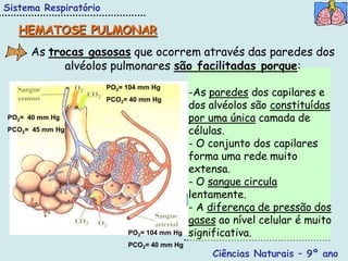 Sistema Respiratório

   HEMATOSE PULMONAR
     As trocas gasosas que ocorrem através das paredes dos
           alvéolos pulmonares são facilitadas porque:

                                             -As paredes dos capilares e
                       PO2= 104 mm Hg

                                             dos alvéolos são constituídas
                       PCO2= 40 mm Hg

PO2= 40 mm Hg                                por uma única camada de
PCO2= 45 mm Hg                               células.
                                             - O conjunto dos capilares
                                             forma uma rede muito
                                             extensa.
                                             - O sangue circula
                                             lentamente.
                                             - A diferença de pressão dos
                                             gases ao nível celular é muito
                            PO2= 104 mm Hg   significativa.
                            PCO2= 40 mm Hg
                                                  Ciências Naturais – 9º ano
 
