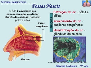 Sistema Respiratório
                        Fossas Nasais
      ☺ São 2 cavidades que                 Filtração do ar – pêlos e
    comunicam com o exterior
   através das narinas. Possuem
                                            cílios;




                                  FUNÇÕES
            pelos e cílios                  Aquecimento do ar –
                                            capilares sanguíneos;
                                            Humidificação do ar –
                                            glândulas da mucosa.




                                             Ciências Naturais – 9º ano
 