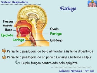 Sistema Respiratório

                                        Faringe

 Fossas
 nasais
  Boca                            Úvula
Epiglote                          Faringe
        Laringe                   Esófago


    Permite a passagem do bolo alimentar (sistema digestivo);
    Permite a passagem do ar para a Laringe (sistema resp.);
               Dupla função controlada pela epiglote.

                                        Ciências Naturais – 9º ano
 