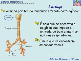 Sistema Respiratório

                                Laringe
   Formada por tecido muscular e tecido cartilagíneo;



                           É nela que se encontra a
                           epiglote que impede a
                           entrada do bolo alimentar
                           nas vias respiratórias;
                          É nela que se encontram
                          as cordas vocais.



                                 Ciências Naturais – 9º ano
 