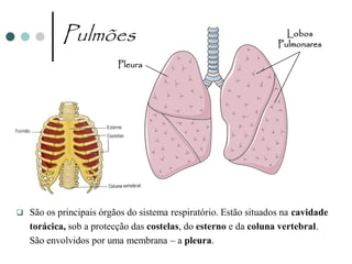 Pulmões                                                  Lobos
                                                                   Pulmonares

                          Pleura




   São os principais órgãos do sistema respiratório. Estão situados na cavidade
    torácica, sob a protecção das costelas, do esterno e da coluna vertebral.
    São envolvidos por uma membrana – a pleura.
 