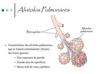 Alvéolos Pulmonares

                                                Alvéolos
                    Bronquíolos                pulmonares




   Características dos alvéolos pulmonares,
    que os tornam extremamente eficazes
    nas trocas gasosas:
         • Fina espessura da parede;
         • Grande área de superfície;
         • Densa rede de vasos capilares.
 